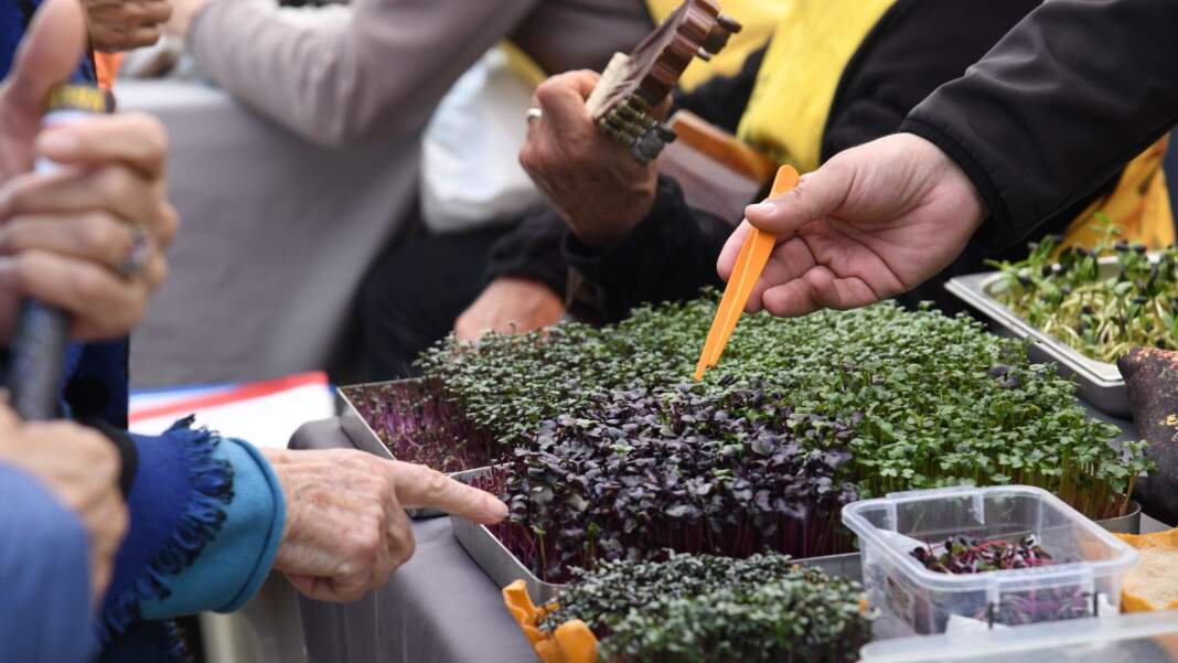 Tohum Takas Şenliği Başlıyor
